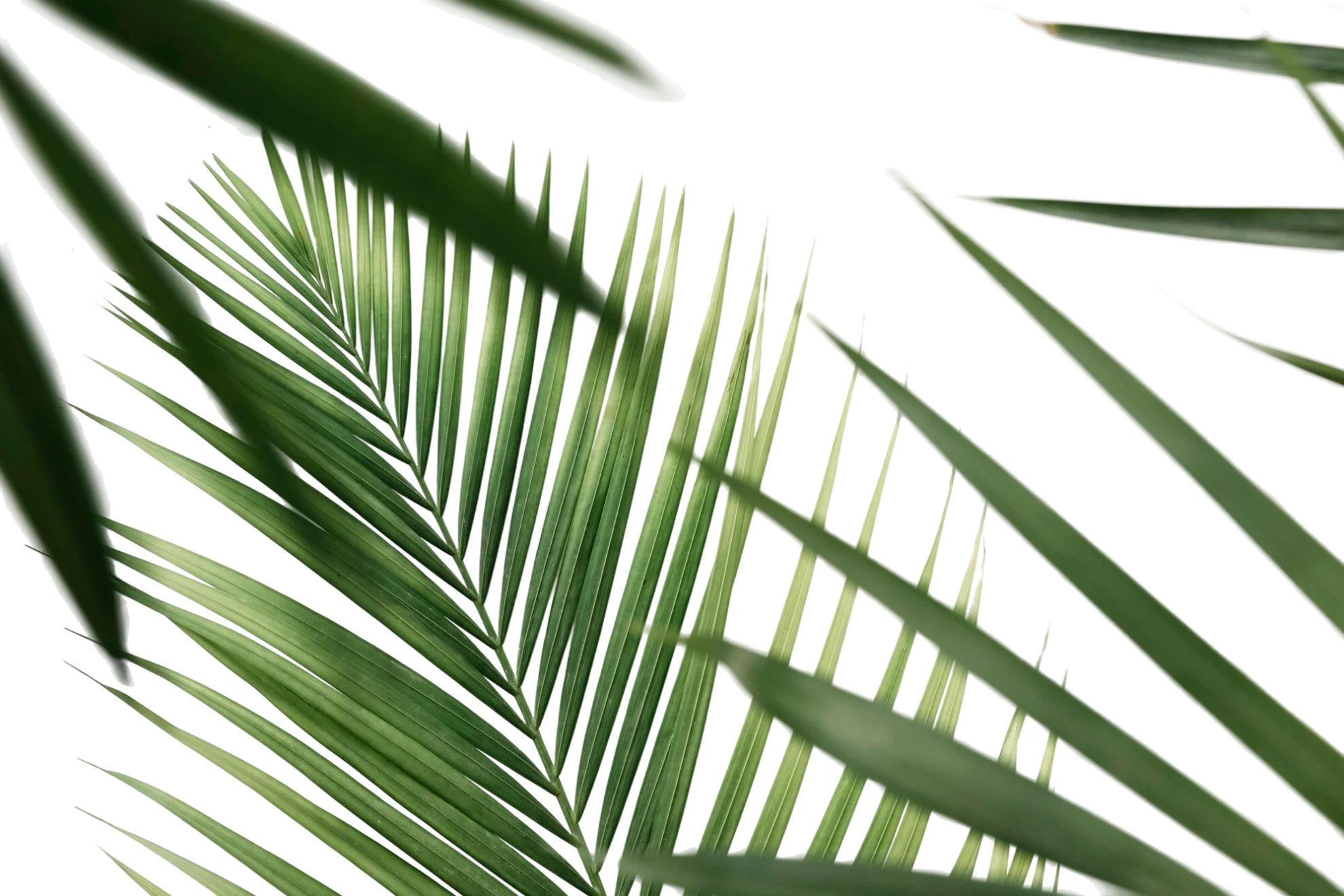 Background Palm Leaves